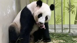 ¡Hermoso! Por primera vez nació un panda en este zoológico
