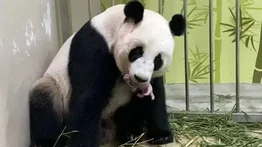¡Hermoso! Por primera vez nació un panda en este zoológico