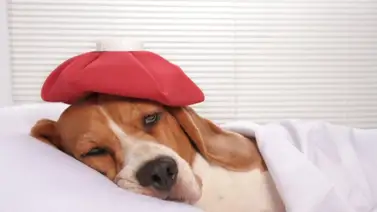 ¿El perro está enfermo? ¡Estas son algunas señales! ¿El perro está enfermo? ¡Estas son algunas señales!