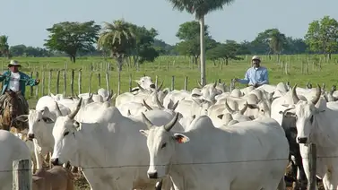 ¿Qué necesita Venezuela para exportar ganado? ¿Qué necesita Venezuela para exportar ganado?