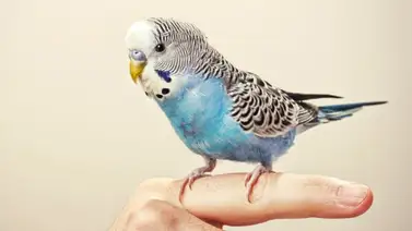 Pericos ¿Cómo enseñarles a hablar? Pericos ¿Cómo enseñarles a hablar?