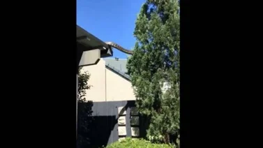 ¡Impactante! Captan a una pitón gigante en un techo (+Video)