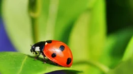 ¿Qué comen los coccinélidos?