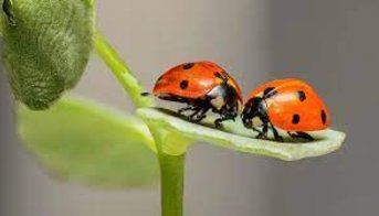 ¿Qué comen los coccinélidos? ¿Qué comen los coccinélidos?