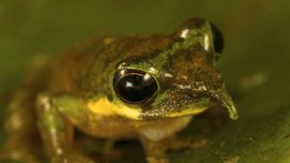 Rana pinocho: especie arborícola de Nueva Guinea