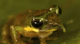 Rana pinocho: especie arborícola de Nueva Guinea