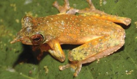 Rana pinocho: especie arborícola de Nueva Guinea Rana pinocho: especie arborícola de Nueva Guinea