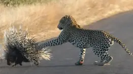 Asombroso combate entre un leopardo y un puercoespín ¿Quién venció? (+Video)