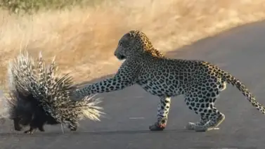 Asombroso combate entre un leopardo y un puercoespín ¿Quién venció? (+Video) Asombroso combate entre un leopardo y un puercoespín ¿Quién venció? (+Video)