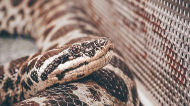 ¡Aterrador! Serpiente venenosa atacó a una niña dentro de su casa