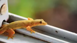 Esto es lo que esta mascotica no invitada puede hacer en tu hogar