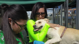 Conozca dónde habrá atención veterinaria gratuita este jueves #24ago