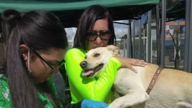 Conozca dónde habrá atención veterinaria gratuita este jueves #24ago