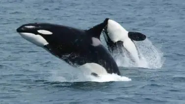 ¡Noble gesto! Pescadores rescatan a varias orcas en costas venezolanas (+Videos) ¡Noble gesto! Pescadores rescatan a varias orcas en costas venezolanas (+Videos)