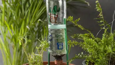 Métodos de riego para cuando dejas solas tus plantas Métodos de riego para cuando dejas solas tus plantas