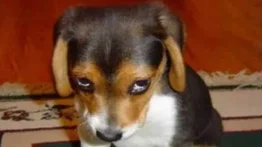 Preso por venderle un apartamento a un perro