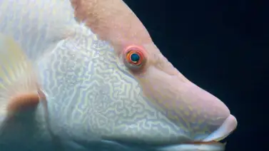 Este es el mecanismo que permite a un pez ver su reflejo Este es el mecanismo que permite a un pez ver su reflejo