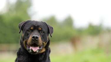 La mordida de estos perros es de temer