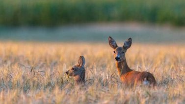 ¡Por poquito! Los buenos reflejos de este animal salvaron su vida (+Video)