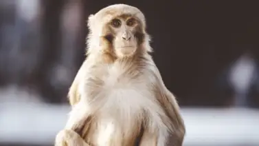 ¡Les cayó de visita!: Mono se metió a una casa en Caracas y esto pasó ¡Les cayó de visita!: Mono se metió a una casa en Caracas y esto pasó