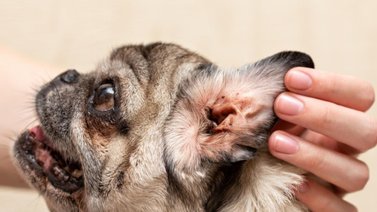 Cuida la salud auditiva de tu perro