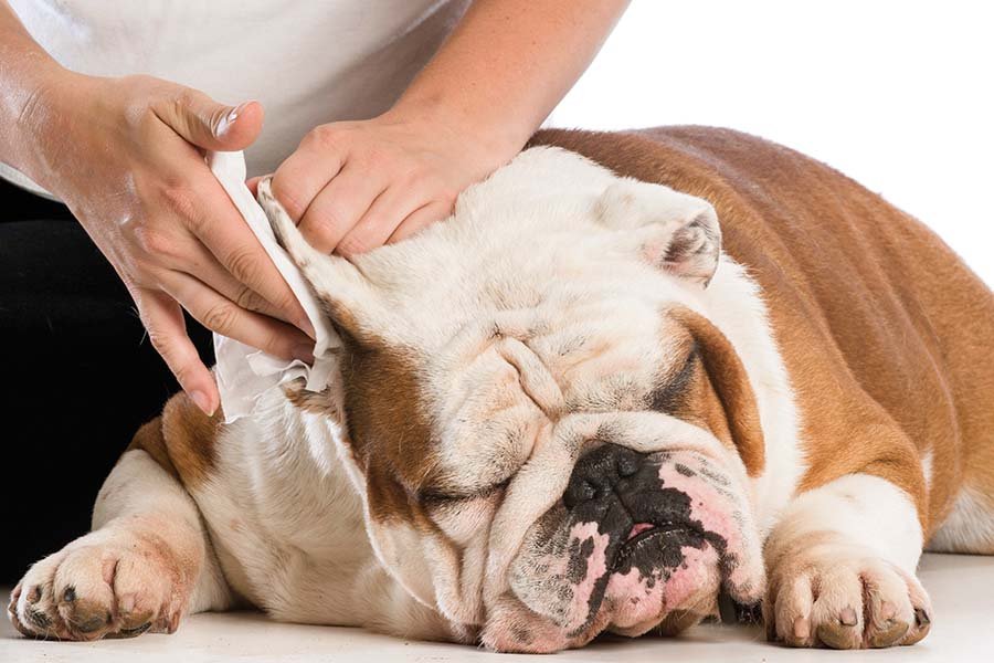 Cuida la salud auditiva de tu perro
