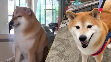 Falleció Cheems, el perrito más famoso de internet Falleció Cheems, el perrito más famoso de internet