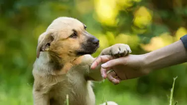 ¿Por qué adoptar a un perro adulto? ¿Por qué adoptar a un perro adulto?
