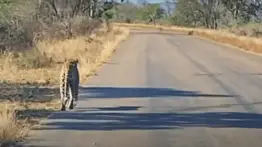 Increíble lo sucedido a este leopardo (+Video)