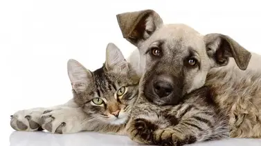 Lleva tu donativo para perros y gatos a este centro comercial (+ampliación) Lleva tu donativo para perros y gatos a este centro comercial (+ampliación)