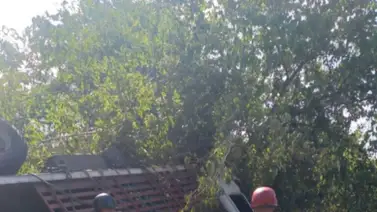 Reportan trágico accidente con camión de hortalizas que iba a Caracas Reportan trágico accidente con camión de hortalizas que iba a Caracas