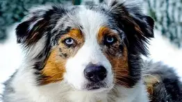 ¡Gracioso! Lo que hizo una mujer para no separarse de su mascota