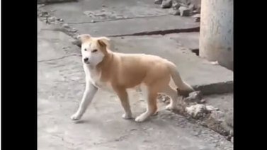 ¡Susto! Este perrito conservó la calma a pesar de lo sucedido (+Video)
