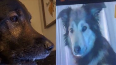 ¡Ternuras! Perritos se hicieron una videollamada y esto pasó