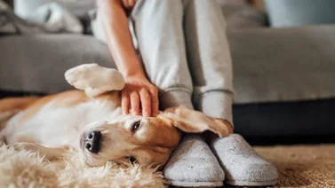 ¿Un poco de calor? Así disfrutó este audaz perro (+Vídeo)