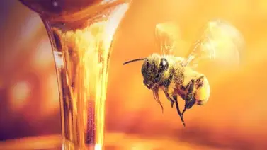 ¡Asombroso! La miel, el único alimento que nunca se pudre ¡Asombroso! La miel, el único alimento que nunca se pudre