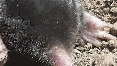 Entérate de las nuevas especies descubiertas en Turquía Entérate de las nuevas especies descubiertas en Turquía