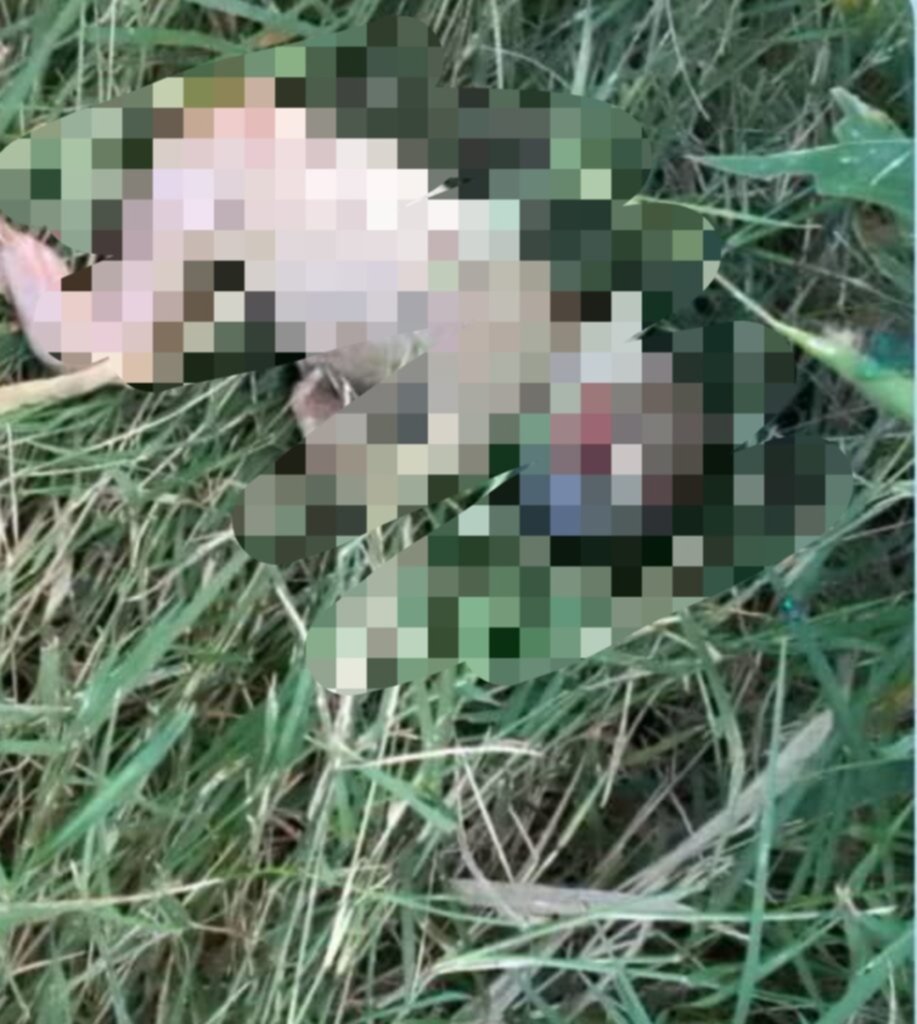 Localizan cuerpo de un nonato en una zona boscosa (+Detalles) Localizan cuerpo de un nonato en una zona boscosa (+Detalles)