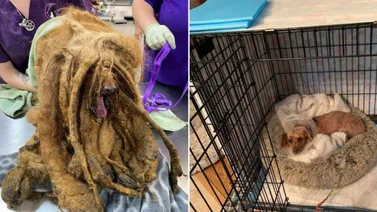 ¡Crueldad! Perro gravemente descuidado no podía ver ni caminar: Apresan a su dueño