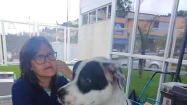Misión Nevado ofrece atención veterinaria gratuita y vacunación a bajo costo: Sepa dónde