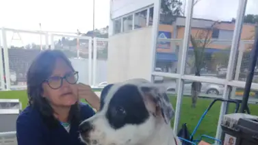 Misión Nevado tendrá jornadas de atención veterinaria gratuitas en Caracas y Miranda Misión Nevado tendrá jornadas de atención veterinaria gratuitas en Caracas y Miranda