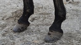 ¿Te imaginas pasear en un burro mecánico?