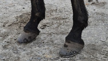 ¿Te imaginas pasear en un burro mecánico?