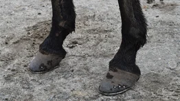 ¿Te imaginas pasear en un burro mecánico?