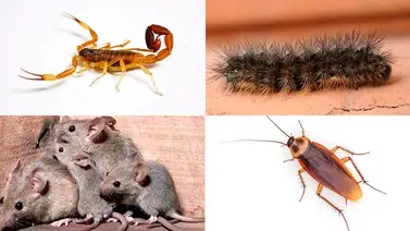 ¡CUÍDATE! Épocas de lluvias traen consigo la aparición de plagas que causan enfermedades ¡CUÍDATE! Épocas de lluvias traen consigo la aparición de plagas que causan enfermedades