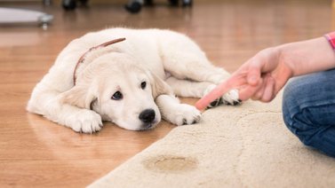 Pasos para educar a tu cachorro a hacer sus necesidades
