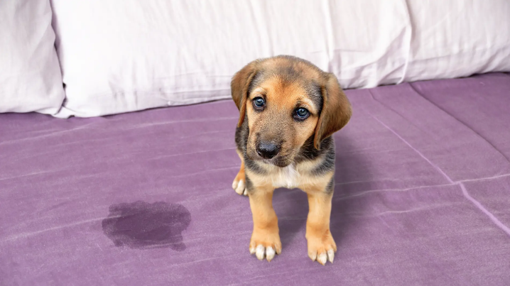 Pasos para educar a tu cachorro a hacer sus necesidades Pasos para educar a tu cachorro a hacer sus necesidades
