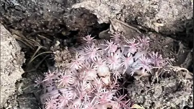 ¡Ojo pelao! Expertos se pronuncian sobre supuesta presencia de gusano venenoso en Caracas ¡Ojo pelao! Expertos se pronuncian sobre supuesta presencia de gusano venenoso en Caracas