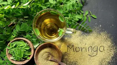 Beneficios cosmetológicos que ofrece la moringa Beneficios cosmetológicos que ofrece la moringa