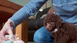 ¿Poco espacio? Estas son las razas caninas ideales para ti